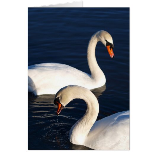 Swan Duet Cards (Front)