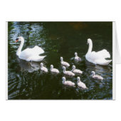 Swan family (Front Horizontal)