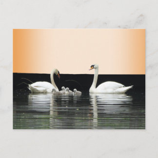 Swan Family Cust. BG Color DIY Postcard