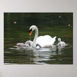Swan Family Gift Wrap – Serene Water Scene with Mo Poster