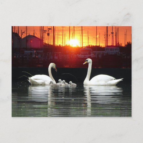 Swan Family in Harbour Cust BG DIY Postcard