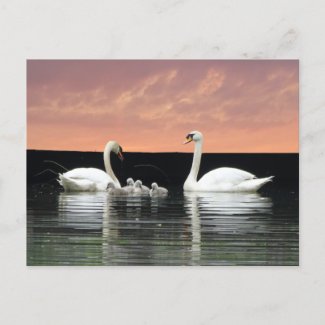 Swan Family in Harbour Sky Cust. BG DIY Postcard