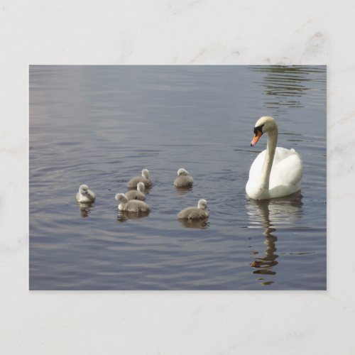 Swan family in water postcard