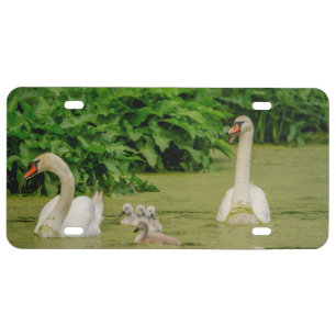 Swan Family License Plate