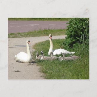 Swan Family on Cycle Path DIY Postcard