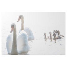 Swan Family on Water Original Nature Photography