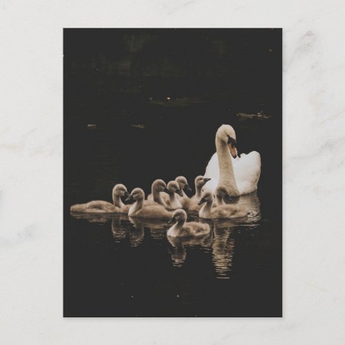 Swan Family postcard
