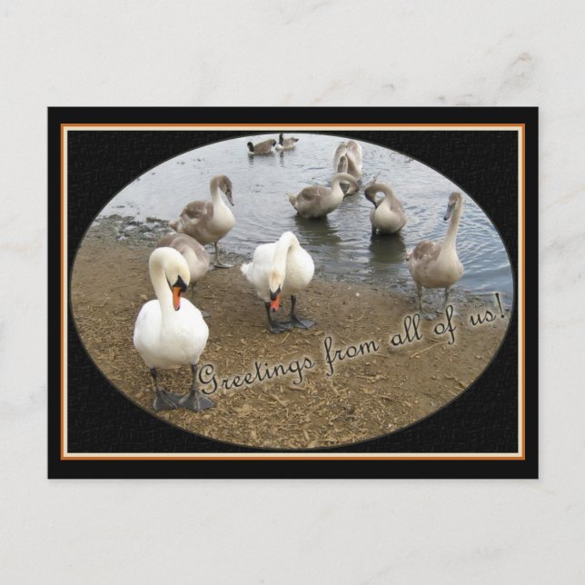 Swan family postcard (Front)