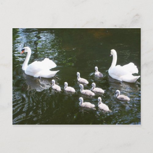 Swan family postcard