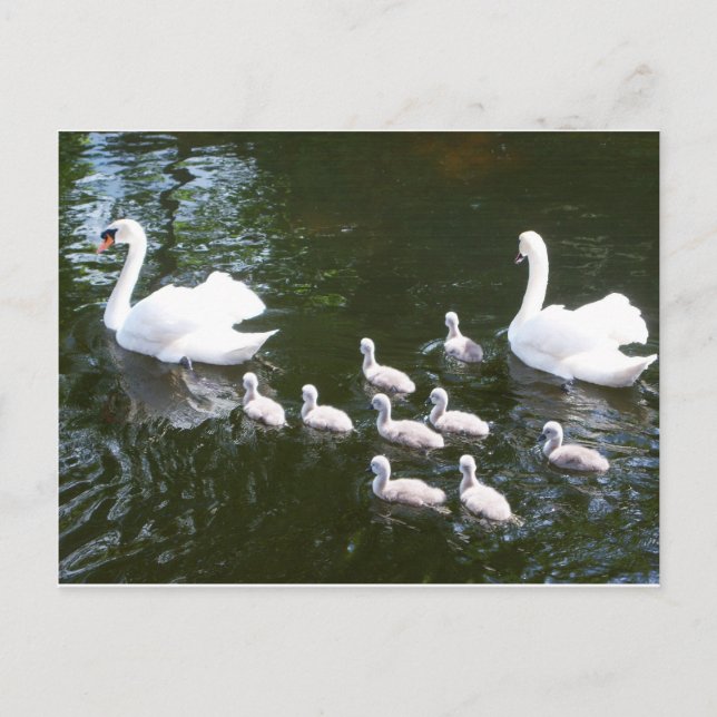 Swan family postcard (Front)