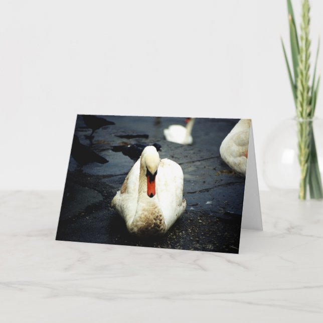 Swan – Galway, Ireland Card (Front)