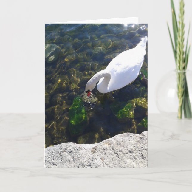 Swan Gazing in Lake Ontario Blank Card (Front)