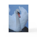 Swan Greeting Card