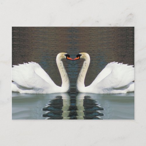 Swan Heart postcards