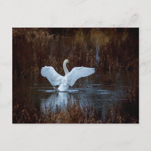 Swan in the morning bath postcard