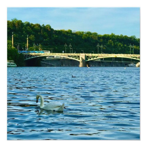 Swan in Vltava River in Prague Czech Republic Photo Print