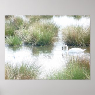 Swan In Wetlands