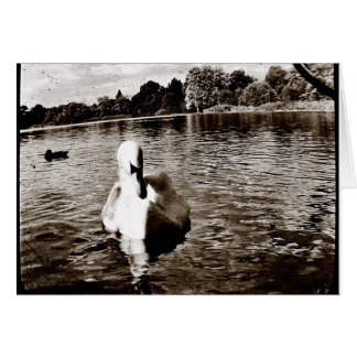 Swan Lake Cards