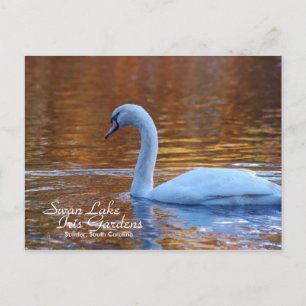Swan Lake Iris Gardens Postcard