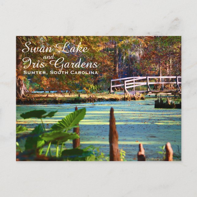 Swan Lake Iris Gardens, Sumter, South Carolina Postcard (Front)