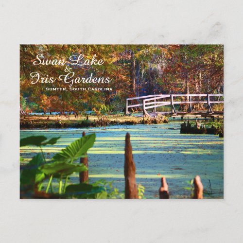 Swan Lake Iris Gardens Sumter South Carolina Postcard