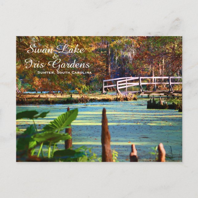 Swan Lake Iris Gardens, Sumter, South Carolina Postcard (Front)