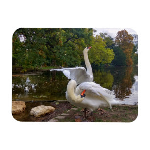 Swan lake magnet
