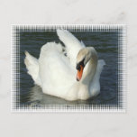 Swan Lake Postcard