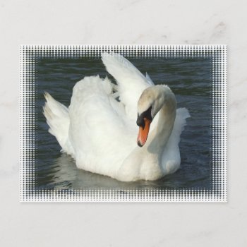 Swan Lake Postcard by WildlifeAnimals at Zazzle