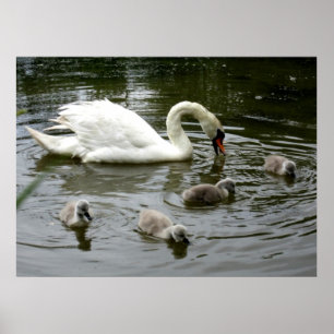 Swan Lake - Print