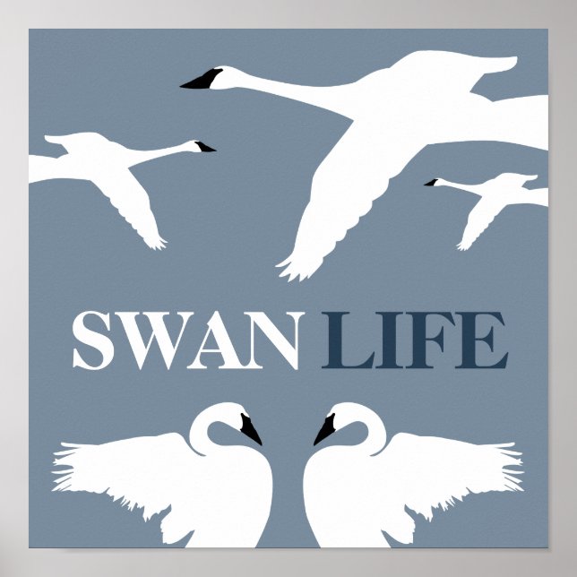 Swan Life, Elegant Swan Poster (Front)