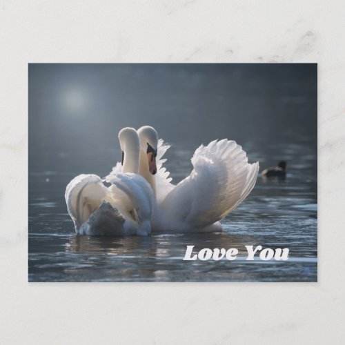 Swan_Love_ Postcard