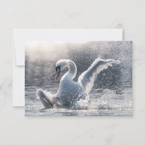 Swan Nature Photo Card