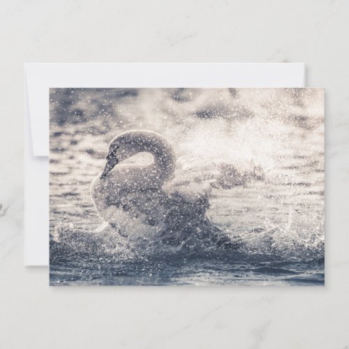 Swan Nature Photo Card