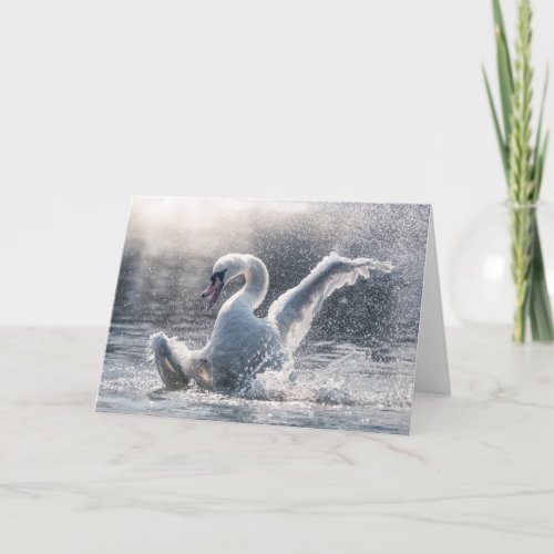 Swan Nature Photo Card