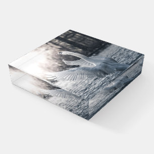 Swan Nature Photo Paperweight
