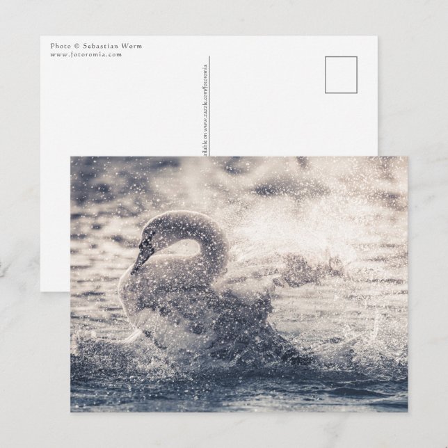Swan Nature Photo Postcard (Front/Back)
