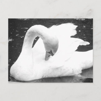 Swan of the Lake--Black and White Postcard
