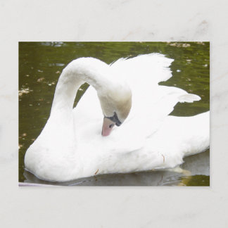 Swan of the Lake Postcard