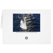 Swan on a Lake (Back Horizontal)
