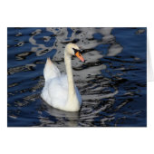 Swan on a Lake (Front Horizontal)