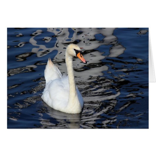 Swan on a Lake (Front Horizontal)