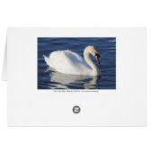 Swan on a Lake (Back Horizontal)
