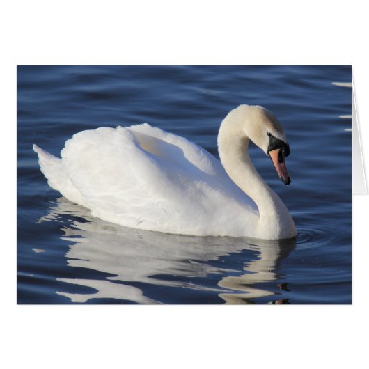 Swan on a Lake (Front Horizontal)