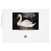 Swan on a Lake (Back Horizontal)