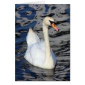 Swan on a Lake (Front)