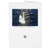 Swan on a Lake Cards (Back)