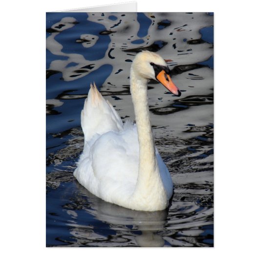 Swan on a Lake Cards (Front)