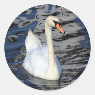 Swan on a Lake Classic Round Sticker