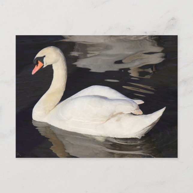 Swan on a Lake II Postcard (Front)
